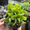 Ripple Jade Live Plant - Crassula Arborescens Undulatifolia - 2 inch Pot - Image 1