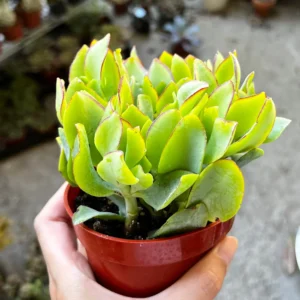 Ripple Jade Live Plant - Crassula arborescens undulatifolia in 4'' Pot - Image 2