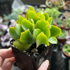 Ripple Jade Live Plant - Crassula Arborescens Undulatifolia - 2 inch Pot - Image 2
