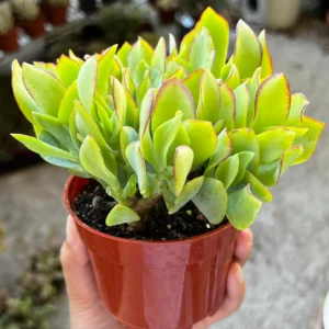 Ripple Jade Live Plant - Crassula arborescens undulatifolia in 4'' Pot - Image 3