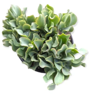 Ripple Jade Succulent Plant - Crassula undulatifolia Live Plant Indoor/Outdoor - Image 5