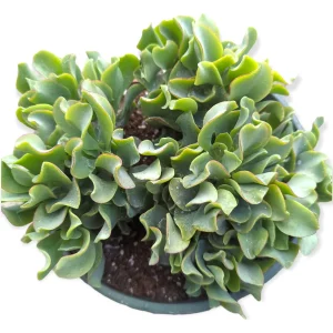 Ripple Jade Succulent Plant - Crassula undulatifolia Live Plant Indoor/Outdoor - Image 7