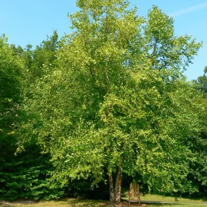 River Birch Bare-Root Tree 25 Per Bundle - Hardy Shade Tree - Image 1