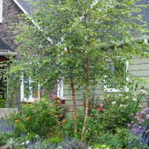 River Birch Live Plant – Quart Pot – Hardy Native Shade Tree, Outdoor - Image 2