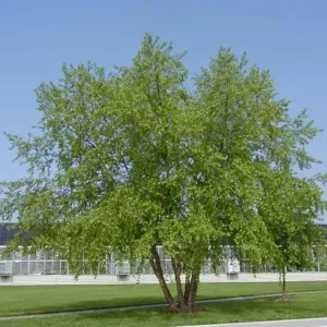 River Birch Live Plant – Quart Pot – Hardy Native Shade Tree, Outdoor - Image 3