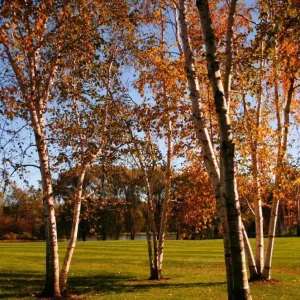 River Birch Live Plant – Quart Pot – Hardy Native Shade Tree, Outdoor - Image 4