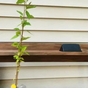 River Birch Live Plant – Quart Pot – Hardy Native Shade Tree, Outdoor - Image 5