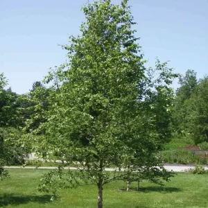 River Birch Live Plant – Quart Pot – Hardy Native Shade Tree, Outdoor - Image 6