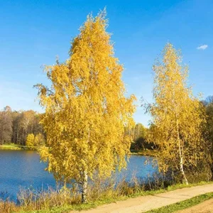 River Birch Live Plant – Quart Pot – Hardy Native Shade Tree, Outdoor - Image 8