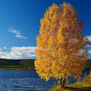 River Birch Live Plant – Quart Pot – Hardy Native Shade Tree, Outdoor - Image 1