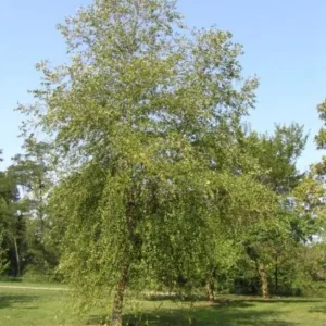 River Birch Live Plant – Single Stem Seedling – 12-18" Tall – Outdoor Tree - Image 2