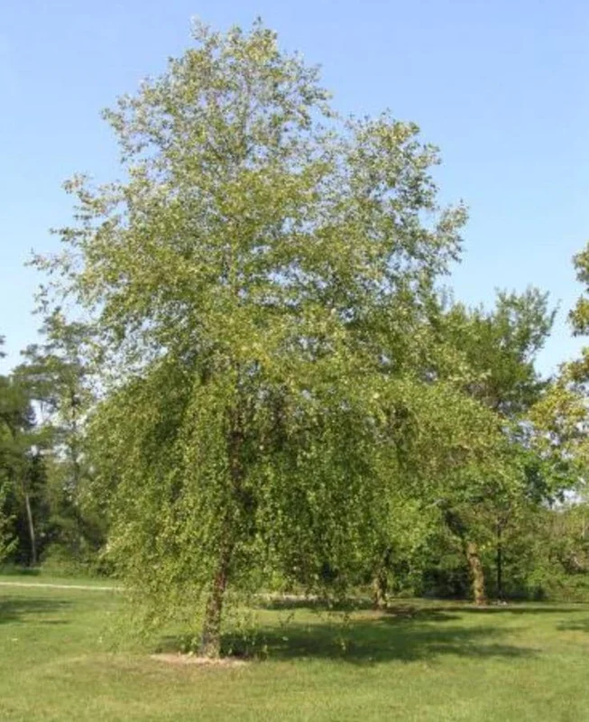 River Birch Live Plant – Single Stem Seedling – 12-18" Tall – Outdoor Tree - Image 2