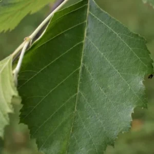 River Birch Live Plant – Single Stem Seedling – 12-18