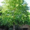 River Birch Live Plant – Single Stem Seedling – 12-18" Tall – Outdoor Tree - Image 1
