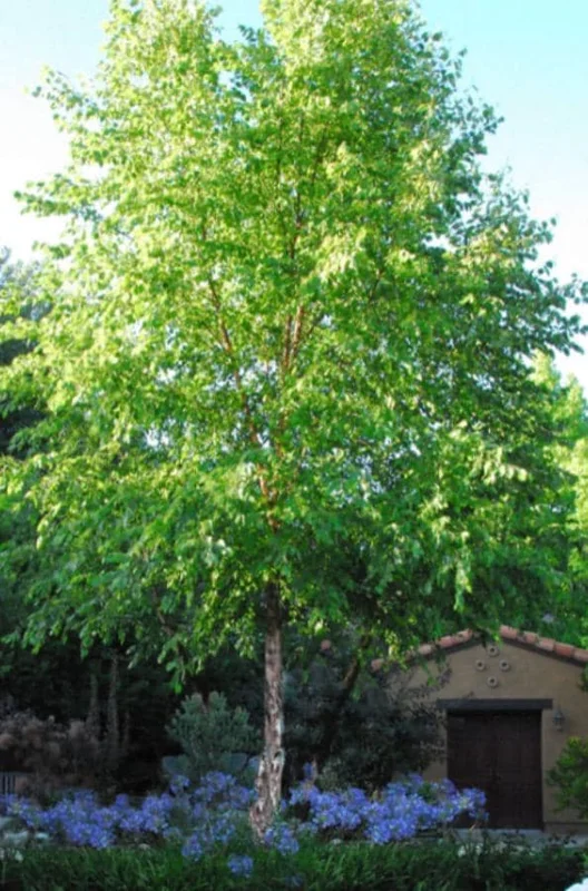 River Birch Live Plant – Single Stem Seedling – 12-18" Tall – Outdoor Tree - Image 1