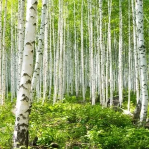 River Birch Live Plant – Single Stem Seedling – 12-18