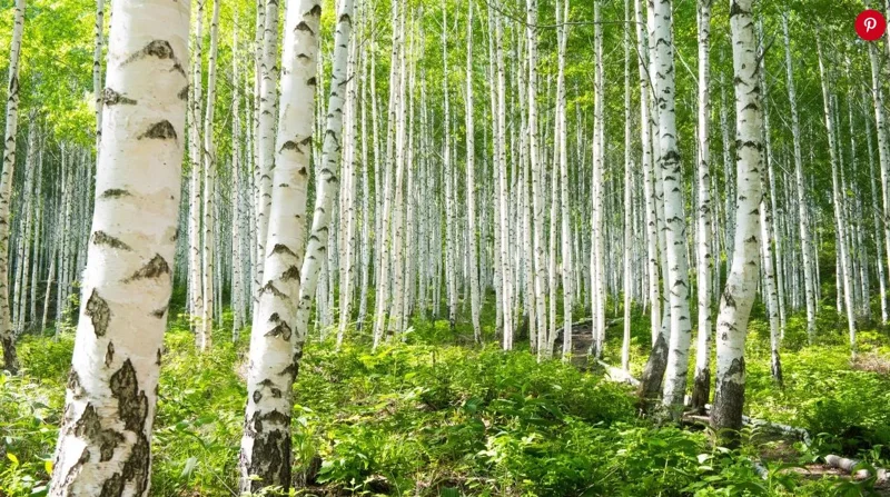 River Birch Live Plant – Single Stem Seedling – 12-18" Tall – Outdoor Tree - Image 5