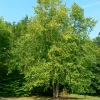 River Birch Tree Bare-Root - Betula nigra Live Plant - 3 Count, Outdoor Shade Tree - Image 1