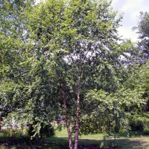 River Birch Tree Bare-Root - Betula nigra Live Plant - 3 Count, Outdoor Shade Tree - Image 2