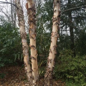 River Birch Tree – Multi-Stem Seedling, 12-18" Live Plant, Outdoor - Image 2