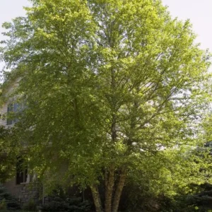 River Birch Tree – Multi-Stem Seedling, 12-18