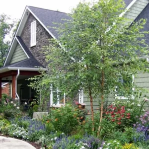 River Birch Tree – Multi-Stem Seedling, 12-18