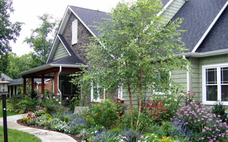 River Birch Tree – Multi-Stem Seedling, 12-18" Live Plant, Outdoor - Image 4