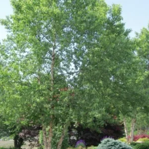 River Birch Tree – Multi-Stem Seedling, 12-18