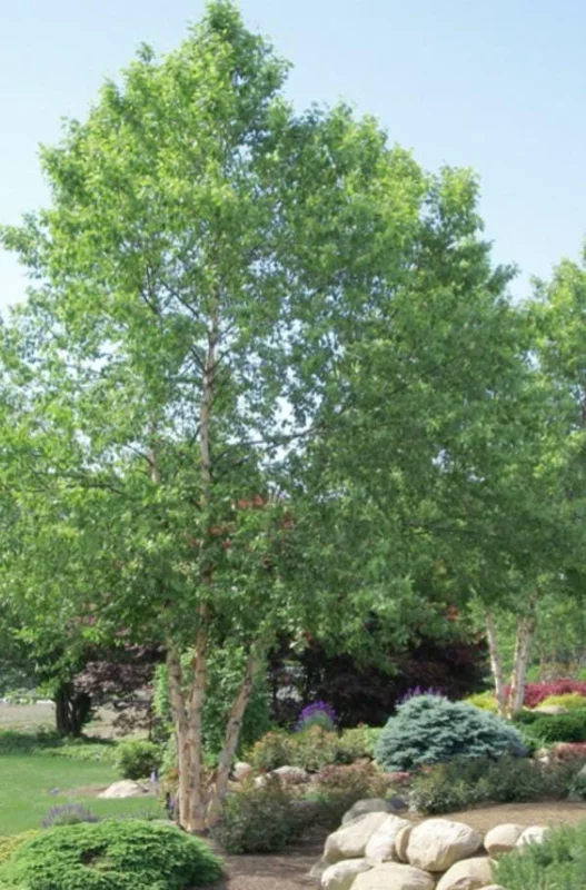 River Birch Tree – Multi-Stem Seedling, 12-18" Live Plant, Outdoor - Image 5