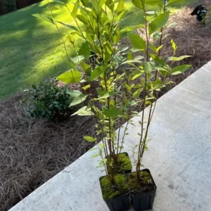 River Birch Tree – Multi-Stem Seedling, 12-18