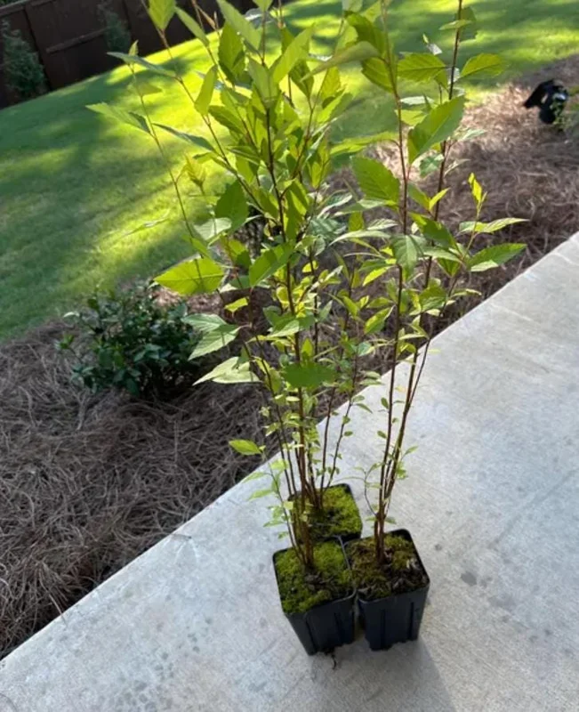 River Birch Tree – Multi-Stem Seedling, 12-18" Live Plant, Outdoor - Image 6