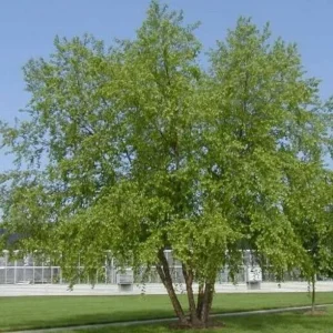 River Birch Tree – Multi-Stem Seedling, 12-18" Live Plant, Outdoor - Image 1