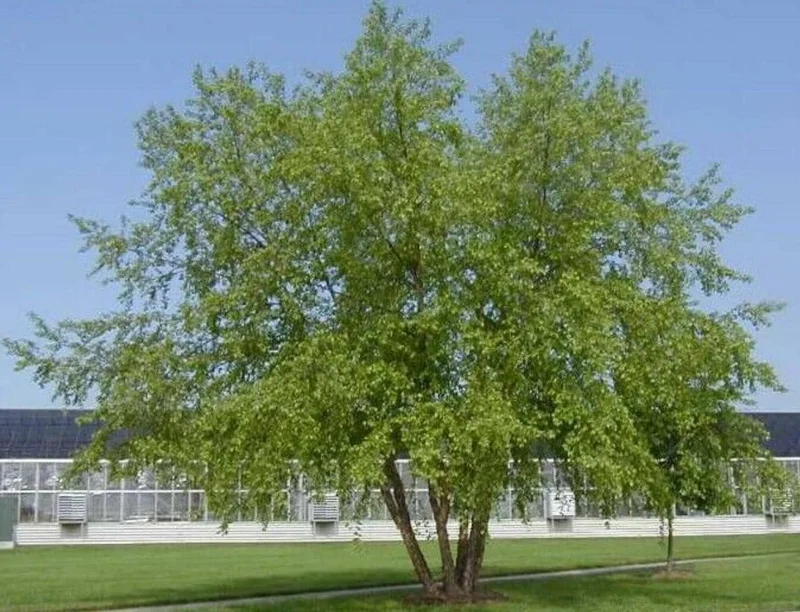 River Birch Tree – Multi-Stem Seedling, 12-18" Live Plant, Outdoor - Image 1