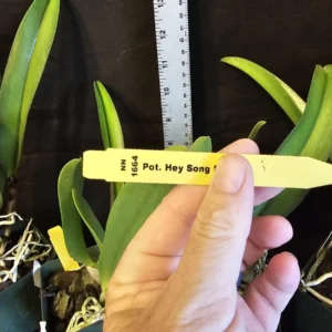 Rlc Hey Song 'Tian Mu' Cattleya Orchid - Near Blooming Live Plant, 3.5 inch Pot, Fragrant Red Blooms - Image 2