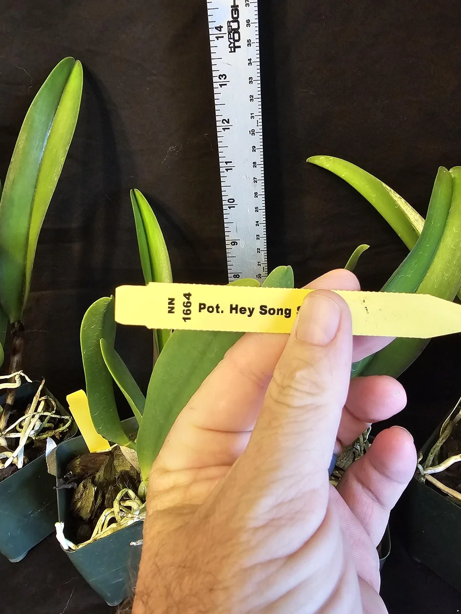 Rlc Hey Song 'Tian Mu' Cattleya Orchid - Near Blooming Live Plant, 3.5 inch Pot, Fragrant Red Blooms - Image 2