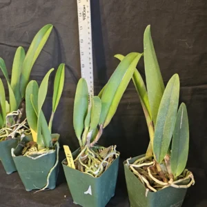 Rlc Hey Song 'Tian Mu' Cattleya Orchid - Near Blooming Live Plant, 3.5 inch Pot, Fragrant Red Blooms - Image 3