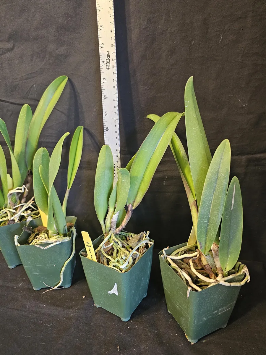 Rlc Hey Song 'Tian Mu' Cattleya Orchid - Near Blooming Live Plant, 3.5 inch Pot, Fragrant Red Blooms - Image 3