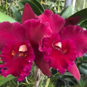 Rlc Hey Song 'Tian Mu' Cattleya Orchid - Near Blooming Live Plant, 3.5 inch Pot, Fragrant Red Blooms - Image 1