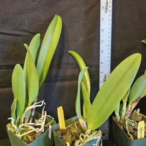 Rlc Hey Song 'Tian Mu' Cattleya Orchid - Near Blooming Live Plant, 3.5 inch Pot, Fragrant Red Blooms - Image 4