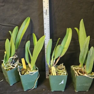 Rlc Hey Song 'Tian Mu' Cattleya Orchid - Near Blooming Live Plant, 3.5 inch Pot, Fragrant Red Blooms - Image 5