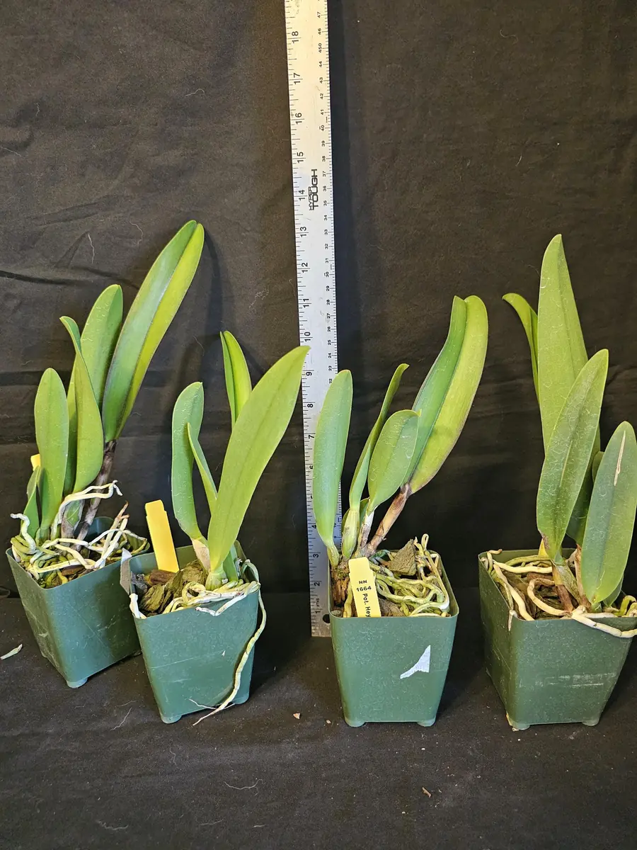 Rlc Hey Song 'Tian Mu' Cattleya Orchid - Near Blooming Live Plant, 3.5 inch Pot, Fragrant Red Blooms - Image 5