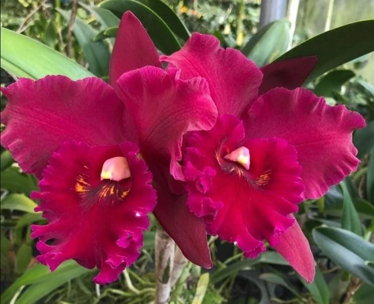 Rlc Hey Song 'Tian Mu' Cattleya Orchid - Near Blooming Live Plant, 3.5 inch Pot, Fragrant Red Blooms - Image 1
