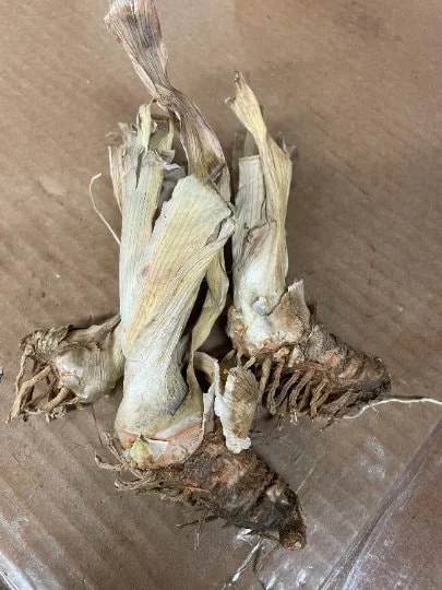 Rock Star Reblooming Bearded Iris Germanica Bareroot - 30 Inch Tall - Image 2