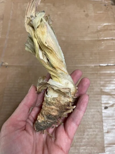 Rock Star Reblooming Bearded Iris Germanica Bareroot - 30 Inch Tall - Image 3