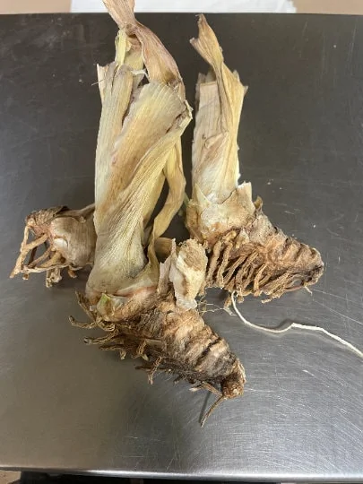 Rock Star Reblooming Bearded Iris Germanica Bareroot - 30 Inch Tall - Image 4