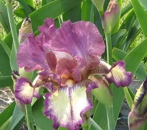 Rock Star Reblooming Bearded Iris Germanica Bareroot - 30 Inch Tall - Image 1