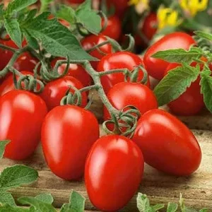 Roma VF Tomato Seeds – 500 Count – Non-GMO Heirloom Vegetable Seeds - Image 2