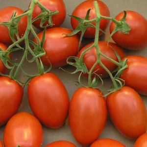 Roma VF Tomato Seeds – 500 Count – Non-GMO Heirloom Vegetable Seeds - Image 1