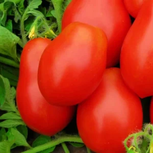 Roma VF Tomato Seeds – Non-GMO Heirloom Vegetable Seeds – Easy to Grow – Full Sun - Image 2