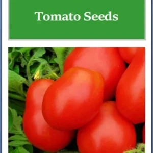 Roma VF Tomato Seeds – Non-GMO Heirloom Vegetable Seeds – Easy to Grow – Full Sun - Image 3